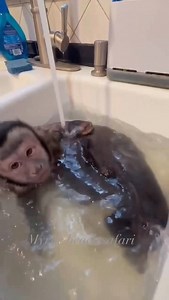 Does it get any cuter than this?🥹 Einstein the capuchin monkey absolutely loves his bath! Splashing around, playing, and enjoying every second🤍🐒🛁 | Myrtle Beach Safari Wild Encounters Tour