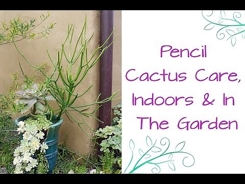 Pencil Cactus Care, Indoors & In The Garden / Joy Us Garden