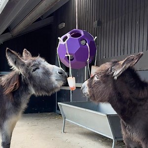 Carrot ice cups anyone? It looks like Felicity and Marko have found their new favourite cooling enrichment! 🧊🥕 | Adopt A Donkey