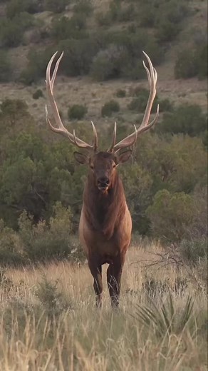 Exciting Elk Rut Season with Hoyt Hogan