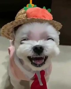 :D | Každý deň nové vtipy