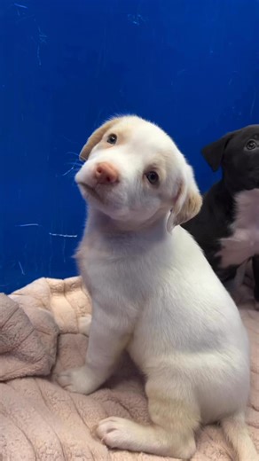 6.1K views · 232 reactions |  Another lifesaving transport is on...