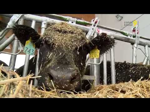 Zoom sur la filière de la viande: l'élevage et l'abattage