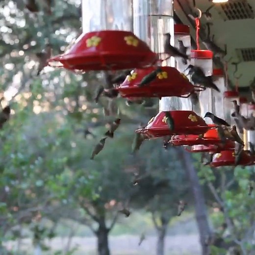 417K views · 4.6K reactions | Imagine having a hummingbird feeding craze on your front porch  | UNILAD Adventure | Facebook