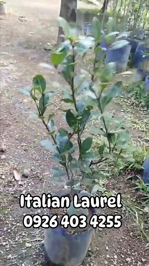 For sale ❗❗❗ Italian Laurel Open for bulk order More orders More discount Free delivery Luzon selected area Visayas and Mindanao sf po via LBC #COD #COP #plants #MoreOrders #MoreBuyers #highlightsfollowers #LEGITONLINESELLER #graftedfruitbearingtrees #legitAndTrustedOnlineSeller #everyonehighlightsfollowers Pm or call 0926 403 4255 Location Guimba Nueva Ecija | Joan Ventura