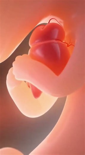 part 12 #pregnant #modernfertility #3danimation #growth #baby #3dmodeling