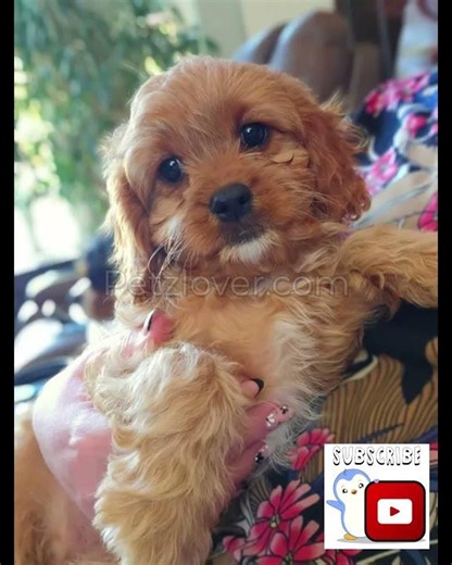 Cavapoo Puppy For Sale In Clearfield, Utah – Meet Niki