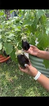 When to harvest eggplants #eggplant #blackbeautyeggplant
