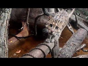 Stuart the fishing cat | San Diego Zoo