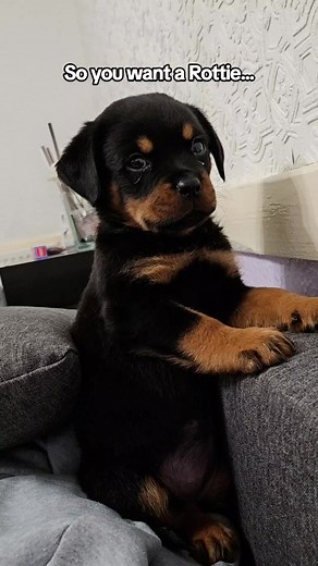 Life with a Mini Rottie: Fun and Challenges Revealed