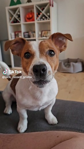 Adorable Jack Russell Puppies Showcasing Their Playfulness