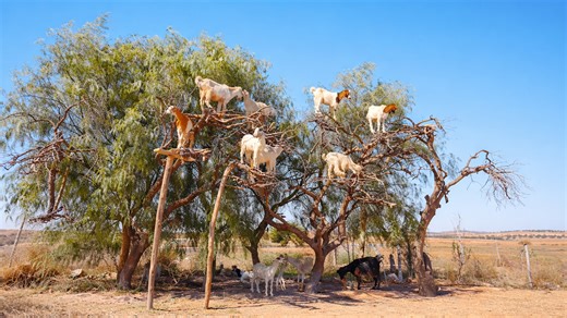 Goats climb trees for a reason