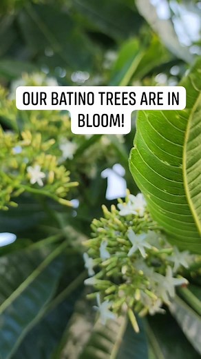 1.1K views · 61 reactions | The BATINO (Alstonia macrophylla) is just one of the native flowering trees that we have here in Habilin Farms. Not only is it a good source of quality lumber, but is also favoured by our native stingless bees(Lukot) for the nutricious honey that they produce! Lets plant more native trees!  | Ben Francia | Facebook