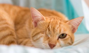 100 Wonderful One-Eyed Cat Names for Your Little Survivor