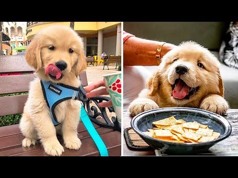 ❤️Cute Puppies Doing Funny Things 2020❤️#2 Cutest Dogs