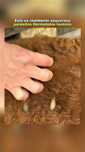 Las larvas que viven dentro de la piel 🤮