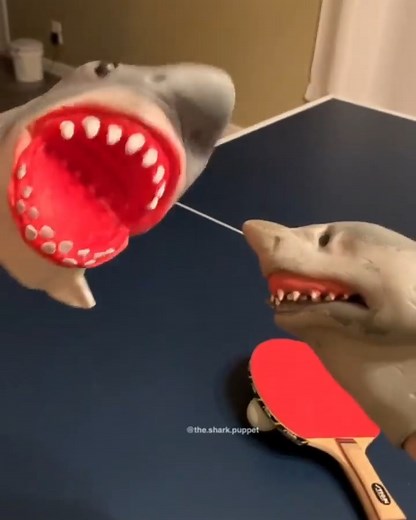 PING PONG IS FUN!! - - -Backup @thesharkpuppet - | The Shark Puppet