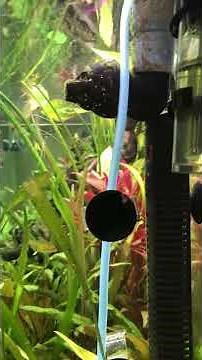 JBL ProFlora Taifun P CO2 Diffuser