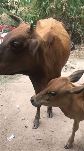 Cow #cow #kitten #haveitoldyoulatelythatiloveyou