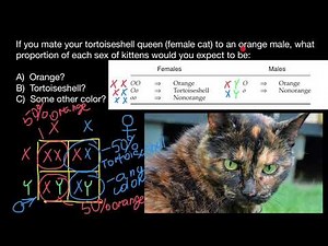 How tortoiseshell color pattern is inherited