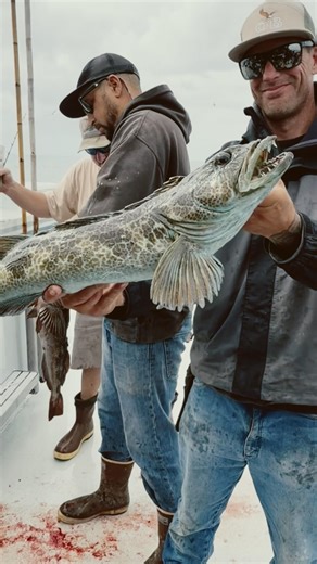 Epic Lingcod & Rockfish Action on the Independence! Friedman Adventures