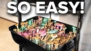Growing Magic Mushrooms How Does A Bc Lab Extract Psilocybin Mp3 & Mp4 Download