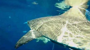 10K views · 371 reactions | EPIC MULTI-SHARK SPECIES DIVES WITH BIG...