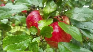 Close Up shot of a pair of red delicious apples blowing in an apple tree on a cold, wet and windy day at the orchard.