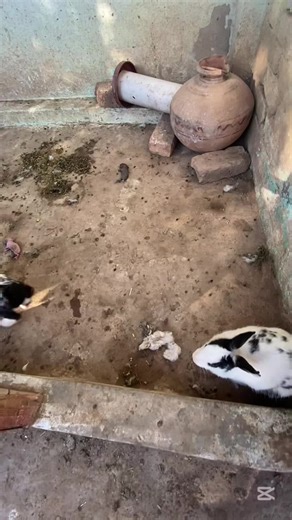 Rabbit Baby Loss: A Heartfelt Moment