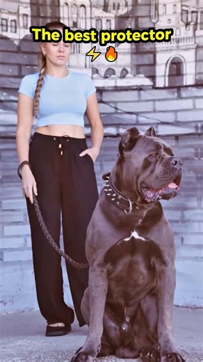 The best protector 🔥❤️🐾 #k9 #dogcoach #dog #k9master #k9master #dogtraining