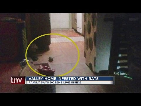 Valley home infested with huge rats