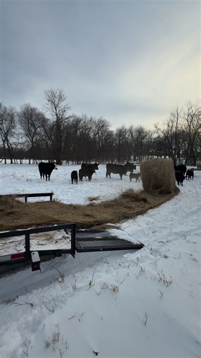 Farm Muscles 💪🏻 #farmlife #feeding #hay #winter #weather #WalkerFarmFam | Walker Farm Fam