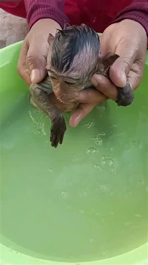 happy bath time animals #shorts