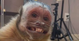 Macacos, aves e até répteis são os novos reis dos memes na internet
