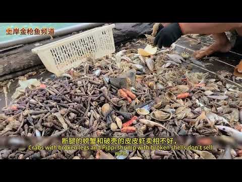 330马力小型钢质拖网渔船起网螃蟹分拣鱼货过程。