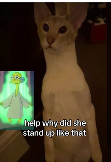 Siamese Cat's Adorable Stand-Up Moment
