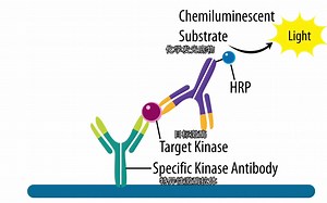 Bio-Techne 固相抗体芯片应用操作实例