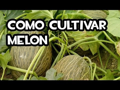 Cómo Cultivar Melón | Huerta orgánica