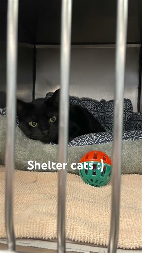 I might adopt the tortoise shell