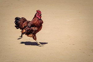 Will Backyard Chickens Fly Away? What You Need to Know