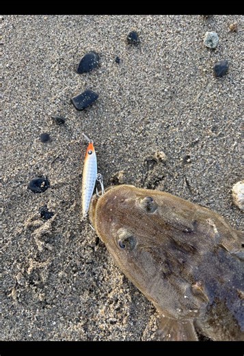 フラットフイッシュ釣りにおすすめのオフベイト