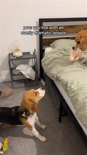 Life with two beagle sisters = drama every day 😂 | Dear Beagle
