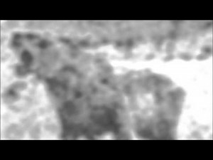 REAL SABRE TOOTH TIGER!!? REAL FOOTAGE NEVER BEFORE SEEN!!!