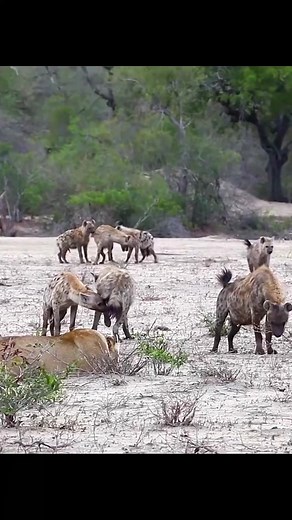 271K views · 1.2K reactions | Hyenas attack Lions #wildanimals #animals | Wild Live Show | Facebook