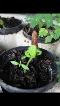 Arboles que crecen rapido framboayan #plantas #árboles #arboles #jardineria #jardín