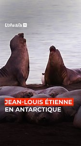 17K views · 224 reactions | Moment d'émotion devant la faune de l'Antarctique !  Embarquez à bord du Persévérance avec l’explorateur Jean-Louis Etienne pour une expédition à couper le souffle. ❄️ ⏰ Un voyage en Antarctique avec Jean-Louis Etienne ce soir à 20h50 sur #UshuaïaTV | Ushuaïa TV | Facebook