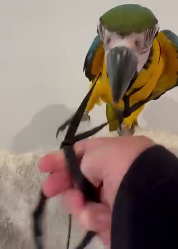 19K views · 988 reactions | The one handed harness challenge  An awkward skill  This is a baby going out this week to Manuel. | Macaws Australia | Facebook