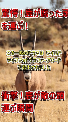 「鹿がライバルの頭を運ぶ！自然の衝撃映像 #ワイルドライフ」