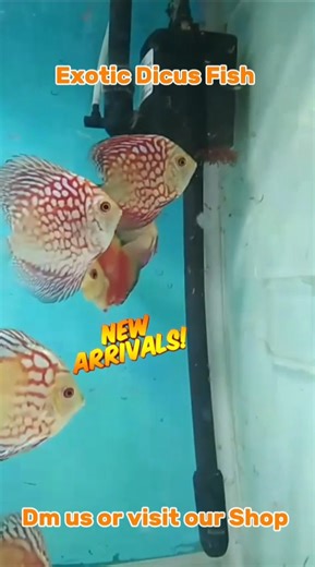 New stock of Exotic Discus Fish in blue aqua aquarium #discus #arowana #guppy #bettafish #shorts