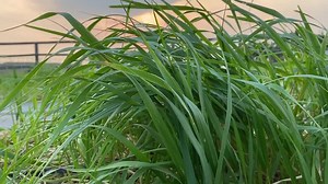 Premium Sweetgrass Braid - Set of 5 - Fragrant, Thick, Authentic, Organically Grown, Sustainably Harvested, Montana Grown Sweet Grass - Etsy